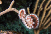 Hermodice carunculata (Bearded Fireworm)