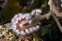 Hermodice carunculata (Bearded Fireworm)