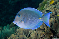Acanthurus coeruleus (Blue Tang)