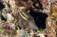 Cantherhines pullus (Orangespotted Filefish)