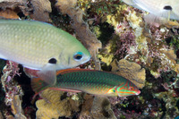 Halichoeres maculipinna (Clown Wrasse)