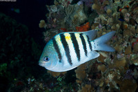 Abudefduf saxatilis (Sergeant Major)