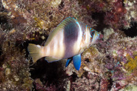 Hypoplectrus puella (Barred Hamlet)