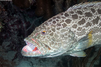 Mycteroperca venenosa (Yellowfin Grouper)