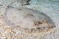 Bothus lunatus (Peacock Flounder)