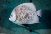 Pomacanthus arcuatus (Gray Angelfish)