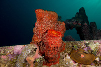 Mycale laxissima (Strawberry Vase Sponge)
