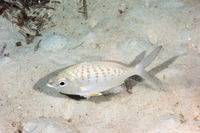 Gerres cinereus (Yellowfin Mojarra)