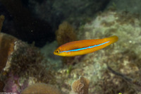 Halichoeres garnoti (Yellowhead Wrasse)