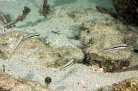 Halichoeres bivittatus (Slippery Dick)