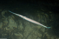 Tylosurus crocodilus (Houndfish)