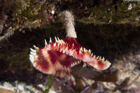Anamobaea orstedii (Splitcrown Feather Duster)