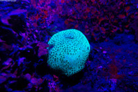 Palythoa caribaeorum (Encrusting Zoanthid)