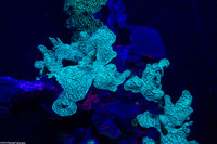 Agaricia agaricites (Lettuce Coral)