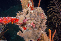 Agaricia agaricites (Lettuce Coral)