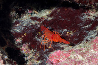Cinetorhynchus manningi (Red Night Shrimp)