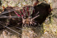 Eucidaris tribuloides (Slatepencil Urchin)