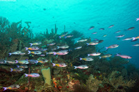 Clepticus parrae (Creole Wrasse)