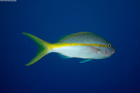 Ocyurus chrysurus (Yellowtail Snapper)