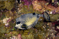 Lactophrys triqueter (Smooth Trunkfish)