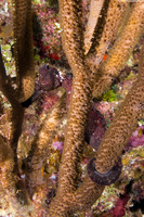 Hippocampus reidi (Longsnout Seahorse)
