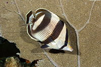Chaetodon striatus (Banded Butterflyfish)