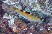 Halichoeres radiatus (Puddingwife)
