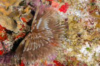 Sabellastarte magnifica (Magnificent Feather Duster)