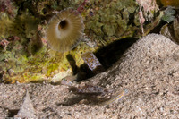 Coryphopterus venezuelae (Sand-Canyon Goby)