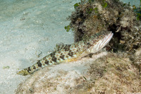Synodus intermedius (Sand Diver)