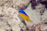 Stegastes leucostictus (Beaugregory)