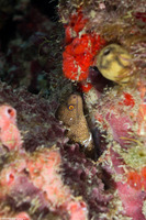 Gymnothorax miliaris (Goldentail Moray)