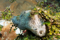 Mycale laevis (Orange Icing Sponge)