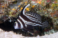 Equetas punctatus (Spotted Drum)