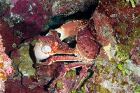 Maguimithrax spinosissimus (Channel Clinging Crab)