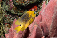 Stegastes planifrons (Threespot Damselfish)