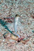 Opistognathus aurifrons (Yellowhead Jawfish)
