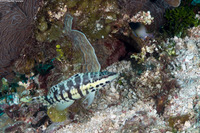 Serranus tigrinus (Harlequin Bass)