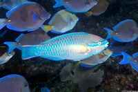 Scarus taeniopterus (Princess Parrotfish)