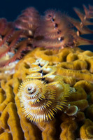 Spirobranchus giganteus (Christmas Tree Worm)