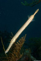 Aulostomus maculatus (Atlantic Trumpetfish)