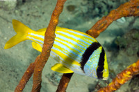 Anisotremus virginicus (Porkfish)