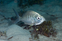 Gerres cinereus (Yellowfin Mojarra)