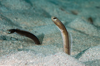Heteroconger longissimus (Brown Garden Eel)