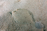 Bothus ocellatus (Eyed Flounder)
