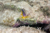 Stegastes leucostictus (Beaugregory)