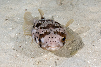 Diodon holocanthus (Longspine Porcupinefish)
