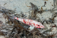 Pseudupeneus maculatus (Spotted Goatfish)