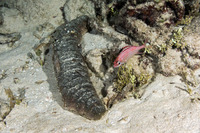 Holothuria mexicana (Donkey Dung Sea Cucumber)