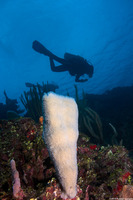 Niphates digitalis (Pink Vase Sponge)